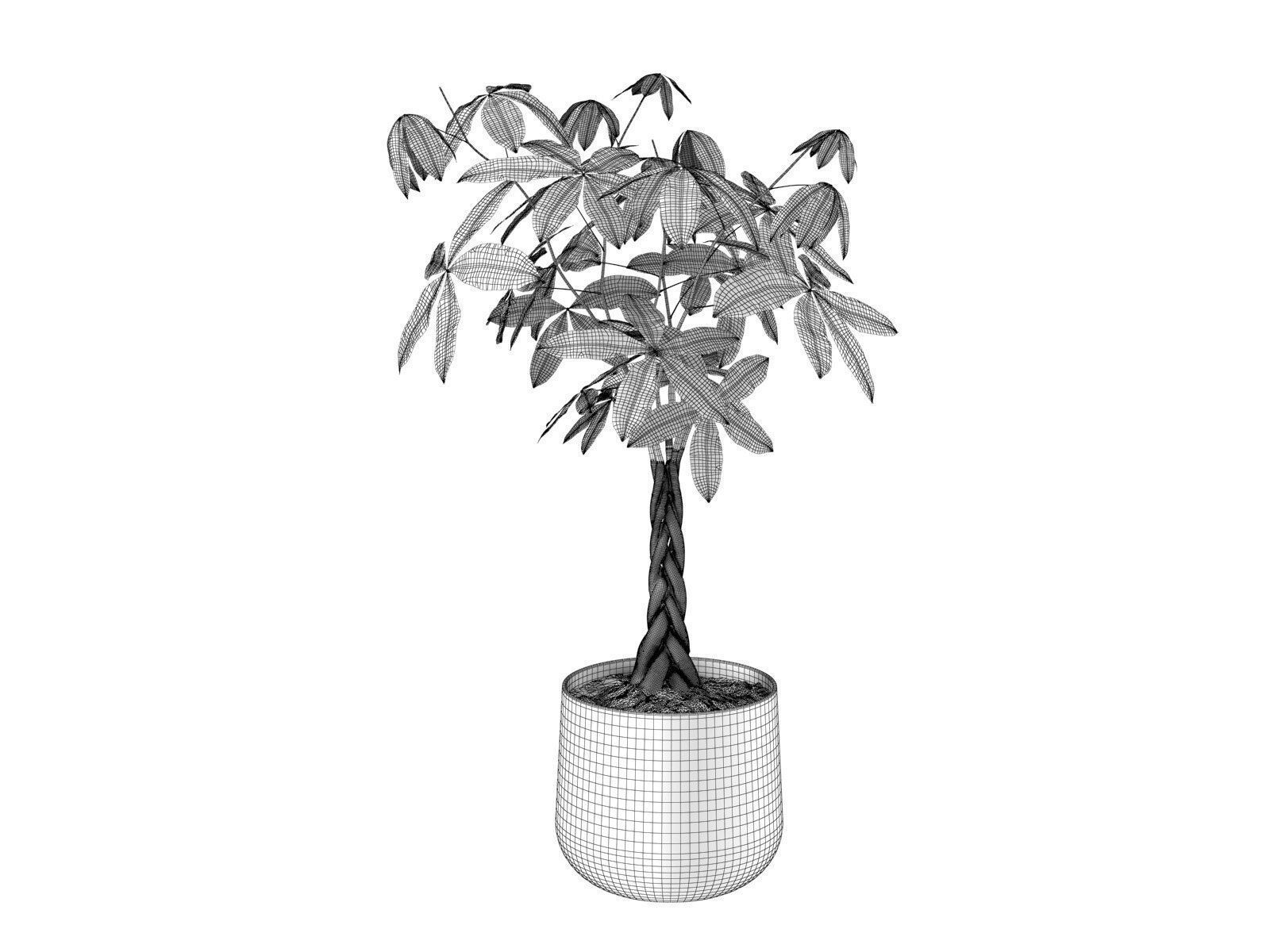 Pachira Money Tree in Iron Planter 3D model_4