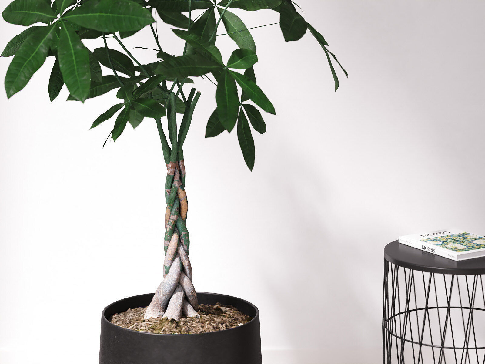 Pachira Money Tree in Iron Planter 3D model_3
