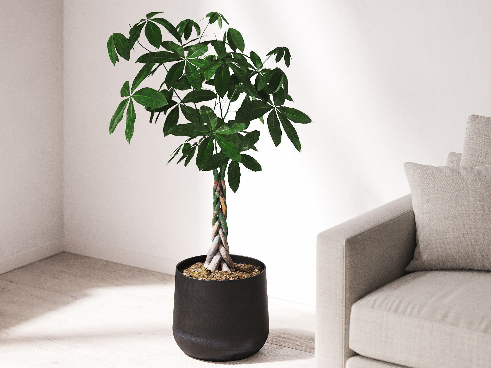 Pachira Money Tree in Iron Planter 3D model_1