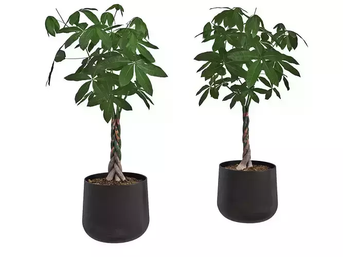 Pachira Money Tree in Iron Planter