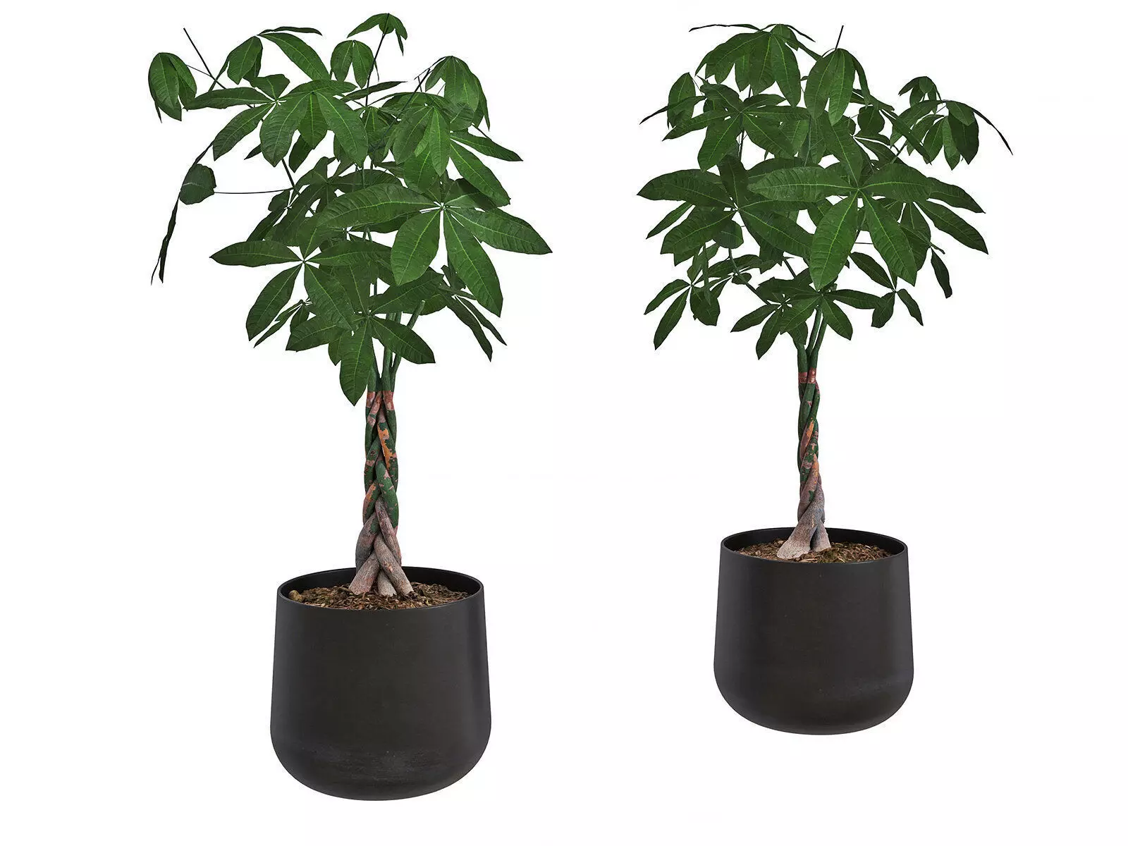 Pachira Money Tree in Iron Planter 3D model_0
