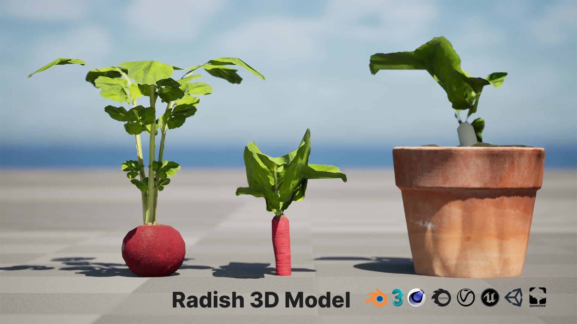 Radish Plant Collection Low-poly 3D model_2