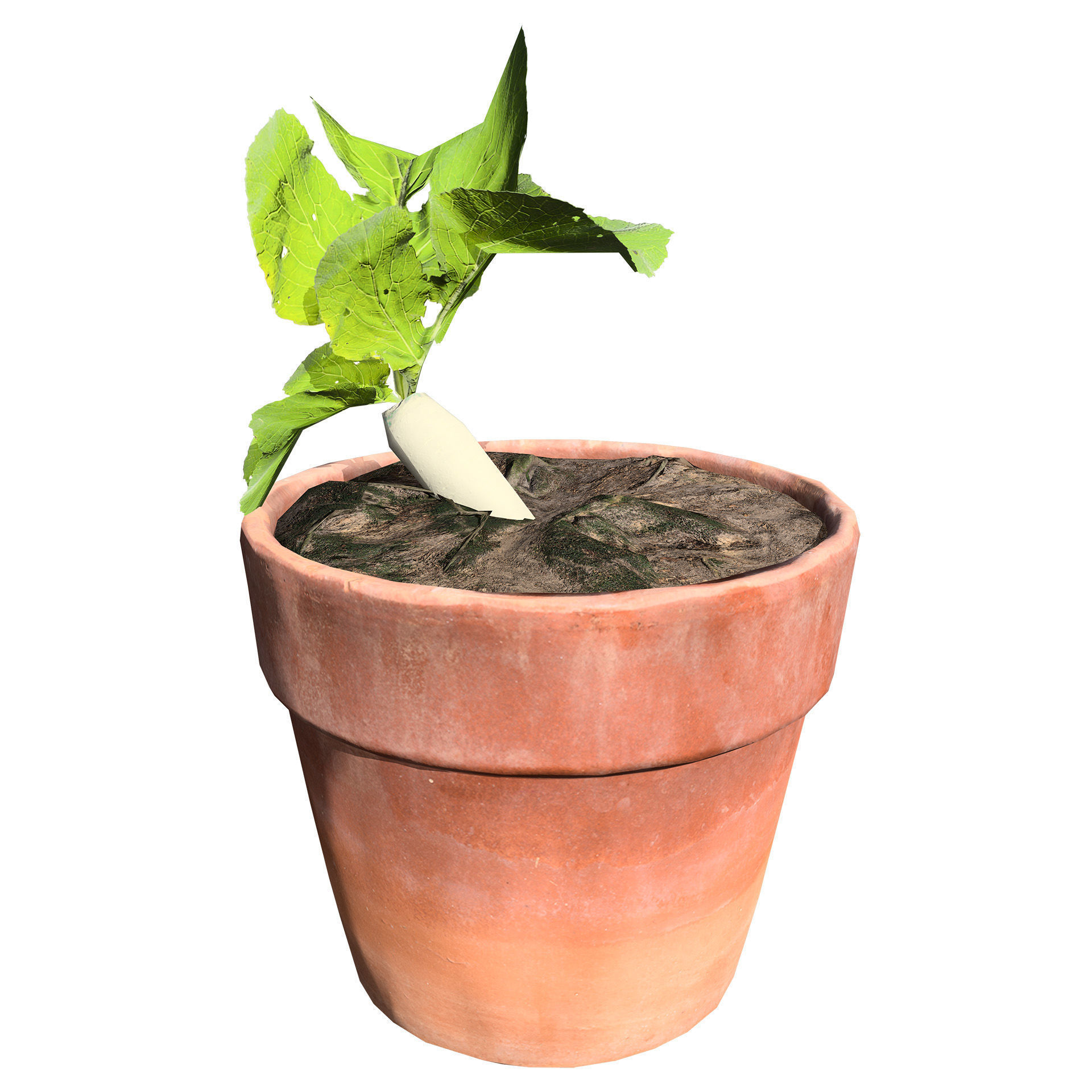Radish Plant Collection Low-poly 3D model_5