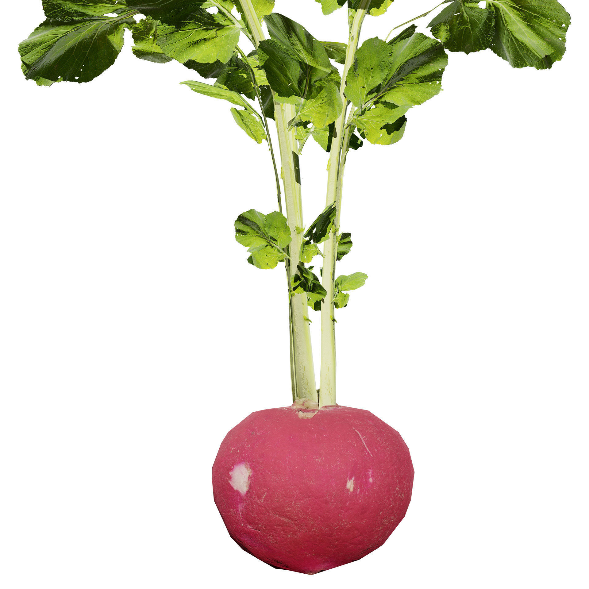 Radish Plant Collection Low-poly 3D model_3