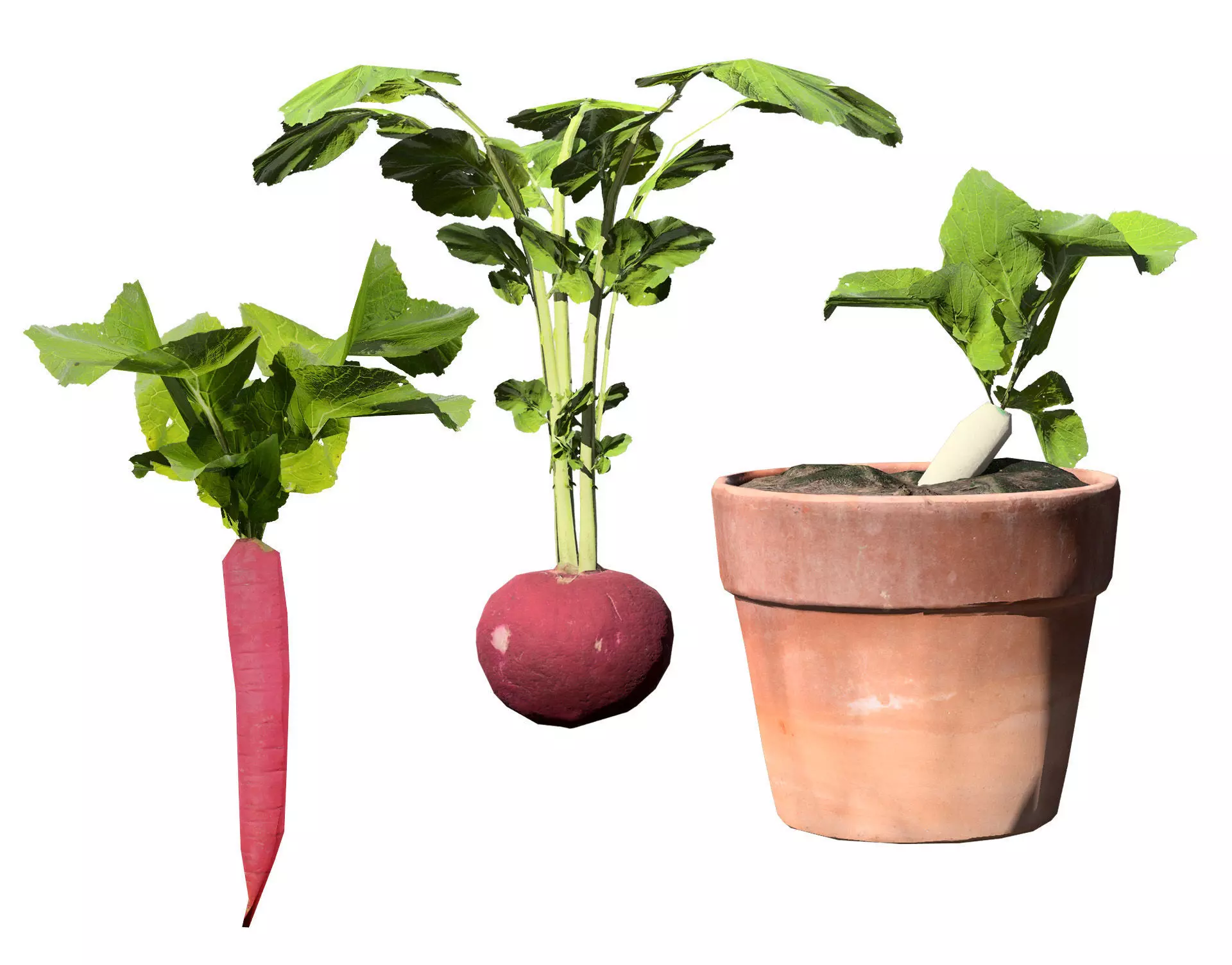 Radish Plant Collection Low-poly 3D model_0