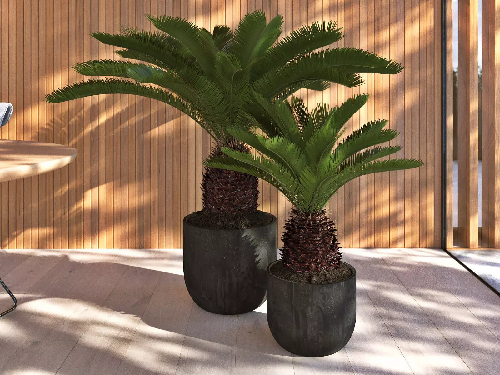 Cycas Revoluta in Burned Black Raw Planter 3D model