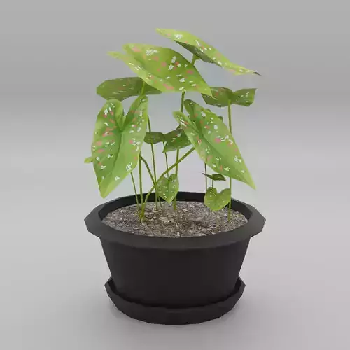 Caladium plant pot