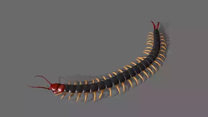 scolopendra Low-poly 3D model