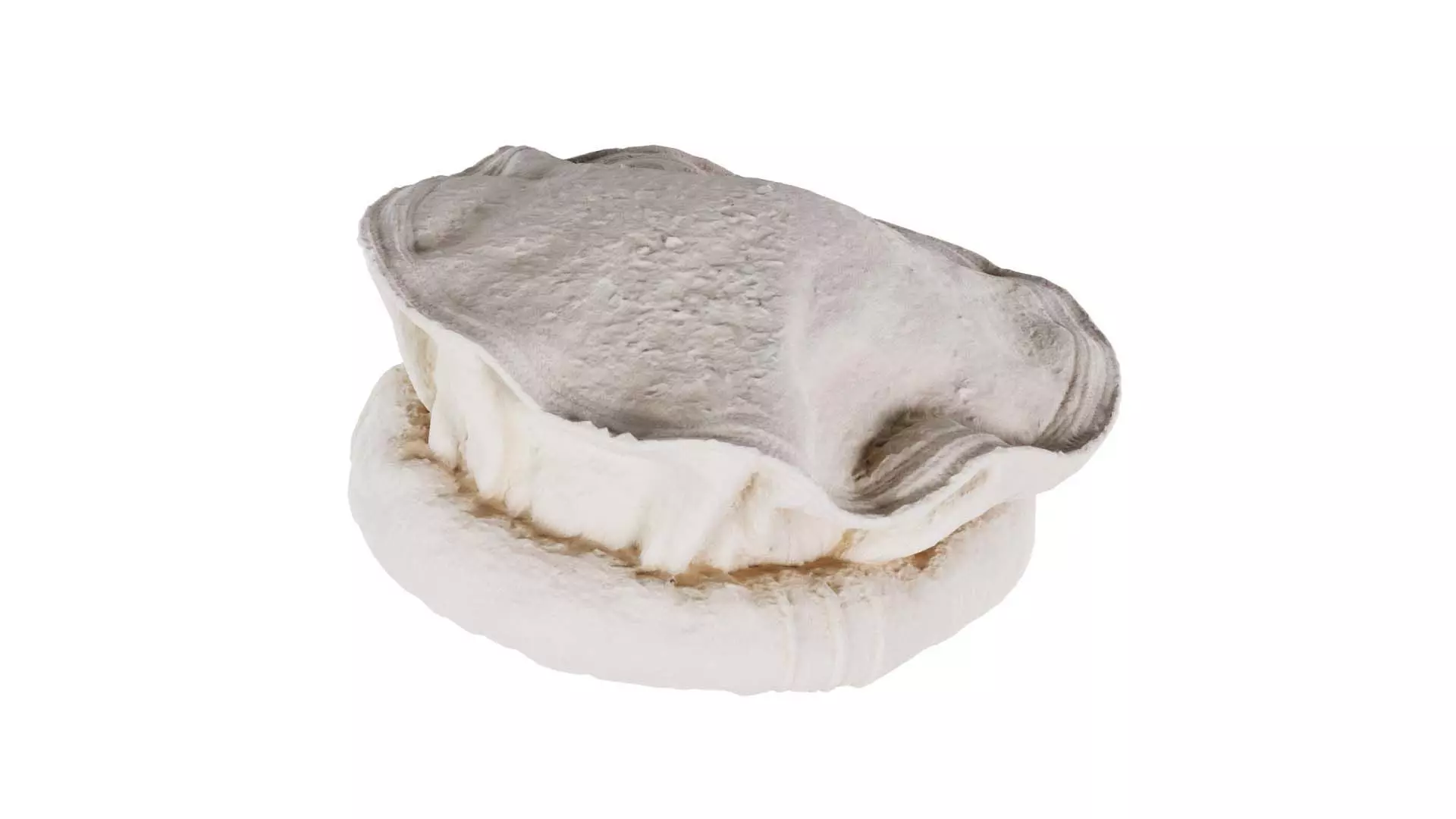 Oister Hat Low-poly 3D model_0