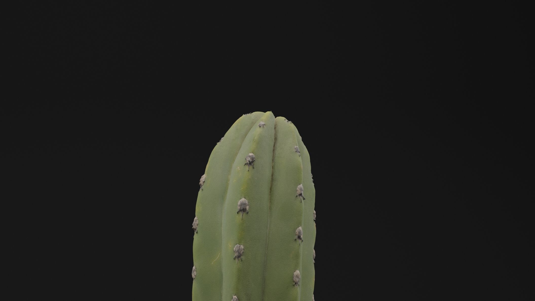 Cactus Pot 3D model_3