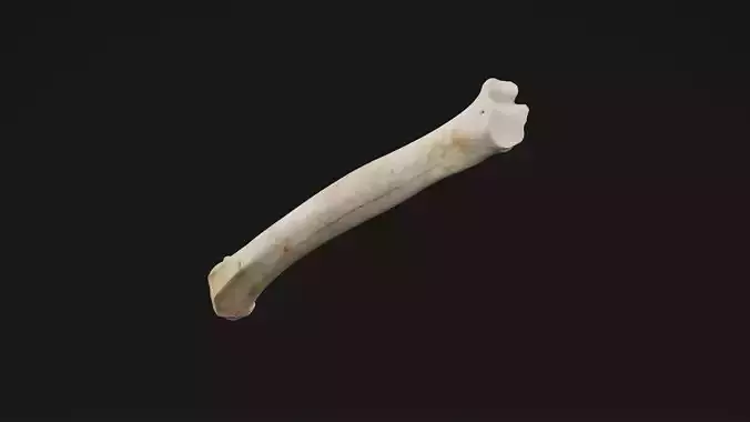 Leg Bone 
