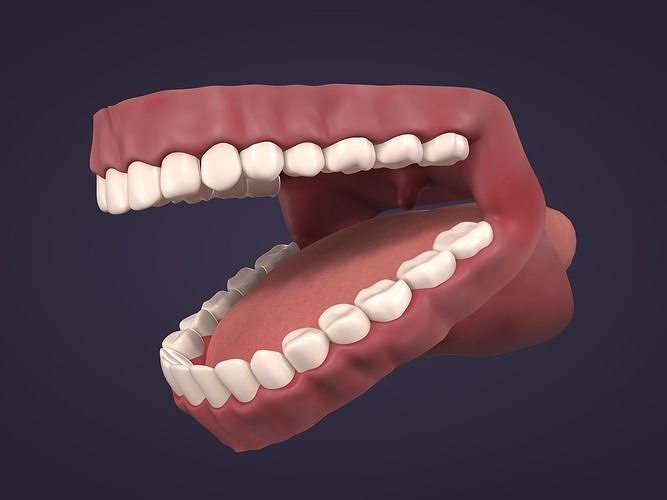 Mouth - Teeth Anatomy -- Rigged -- Low Poly -- PBR Low-poly 3D model