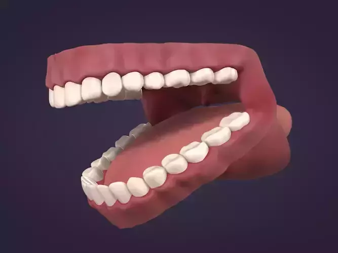Mouth - Teeth Anatomy -- Rigged -- Low Poly -- PBR Low-poly 3D model