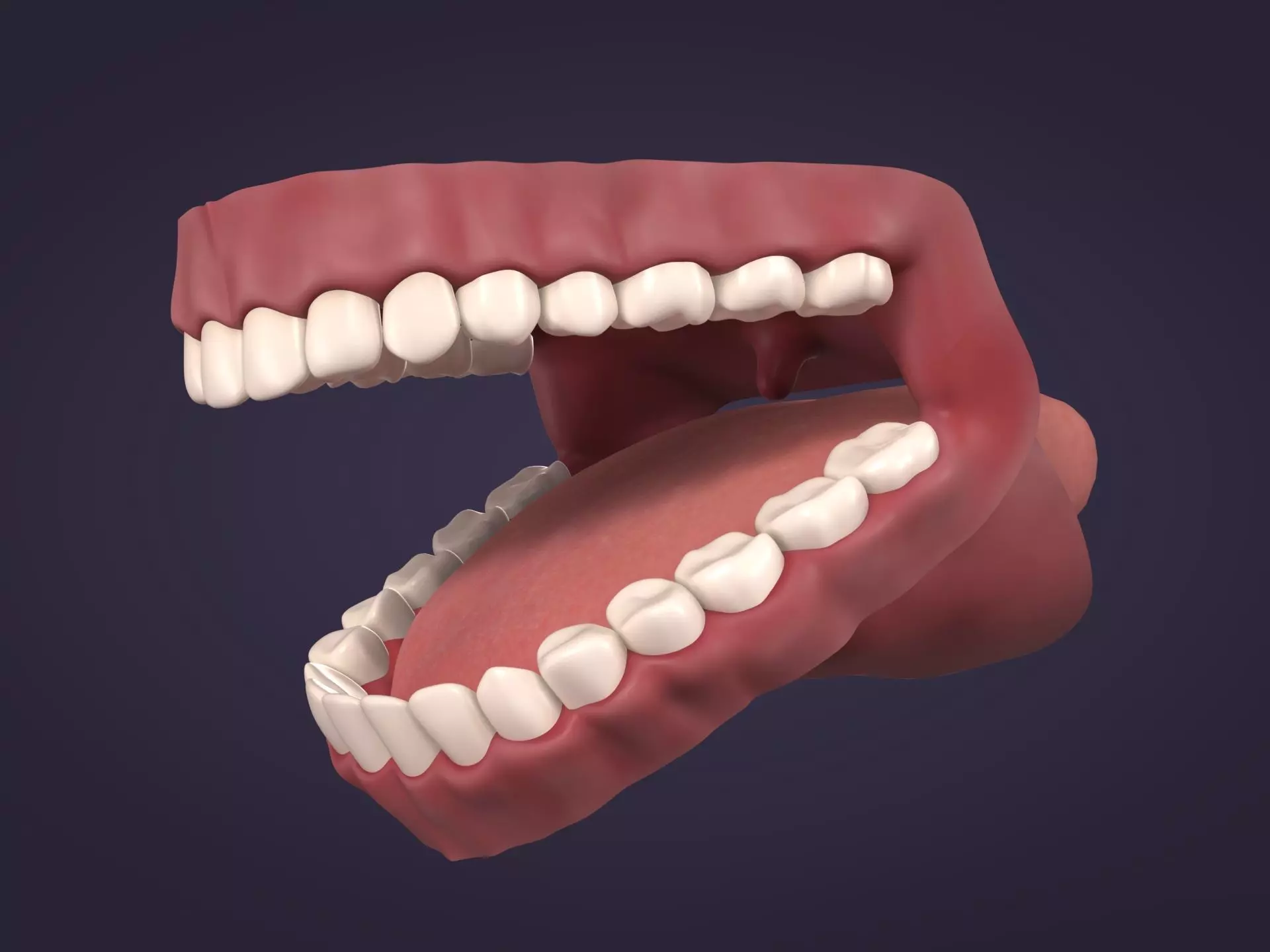 Mouth - Teeth Anatomy -- Rigged -- Low Poly -- PBR Low-poly 3D model_0