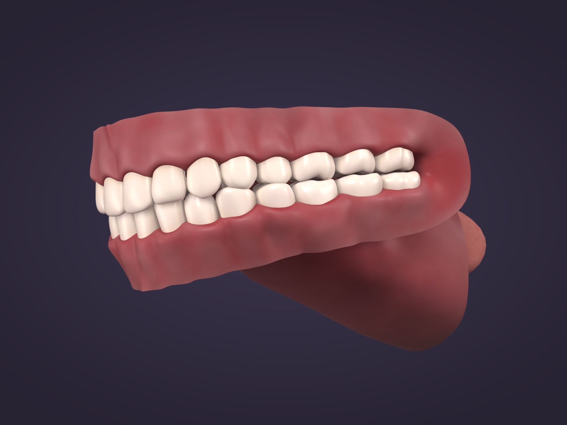 Mouth - Teeth Anatomy -- Rigged -- Low Poly -- PBR Low-poly 3D model_4