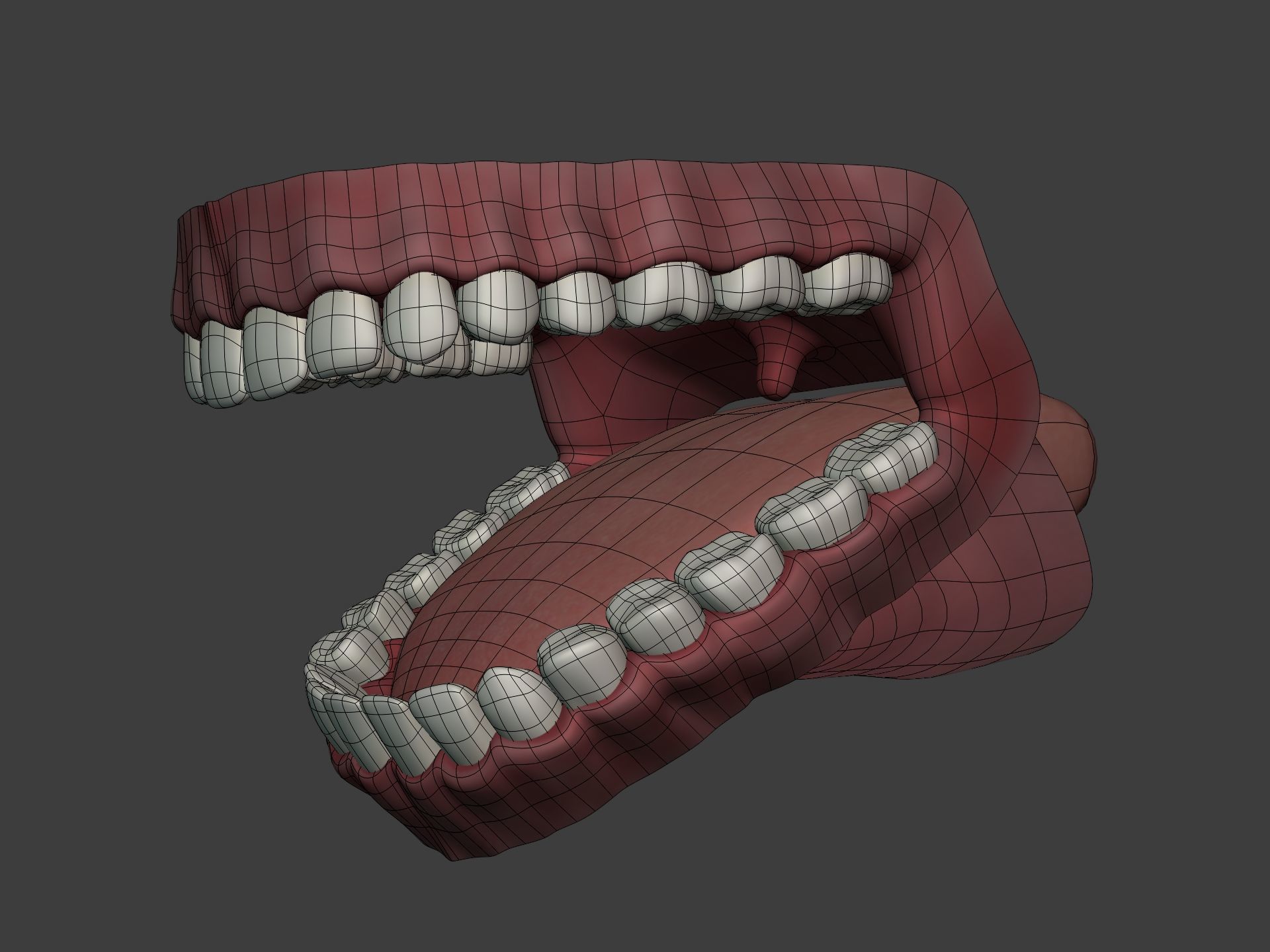 Mouth - Teeth Anatomy -- Rigged -- Low Poly -- PBR Low-poly 3D model_7