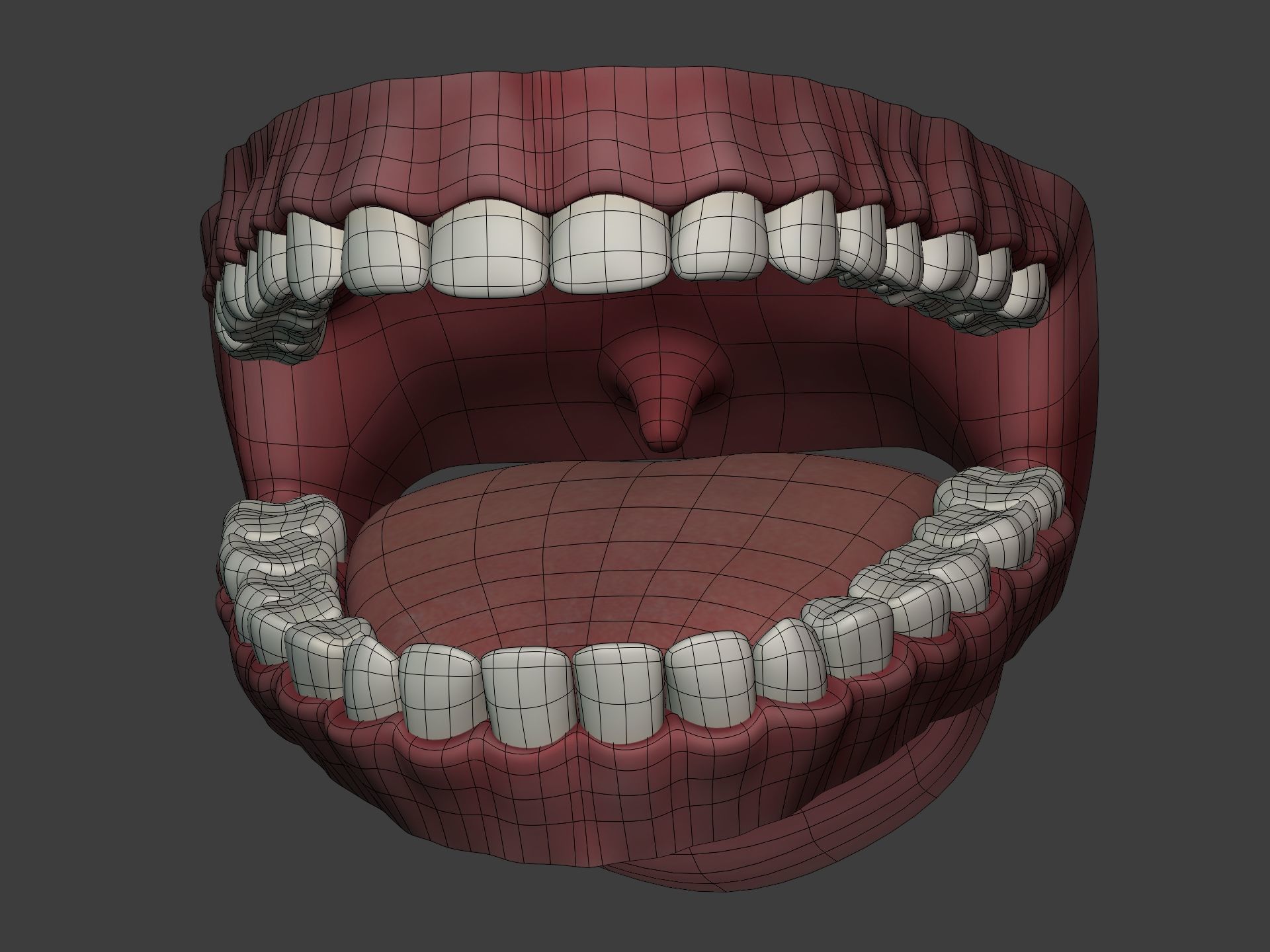 Mouth - Teeth Anatomy -- Rigged -- Low Poly -- PBR Low-poly 3D model_11