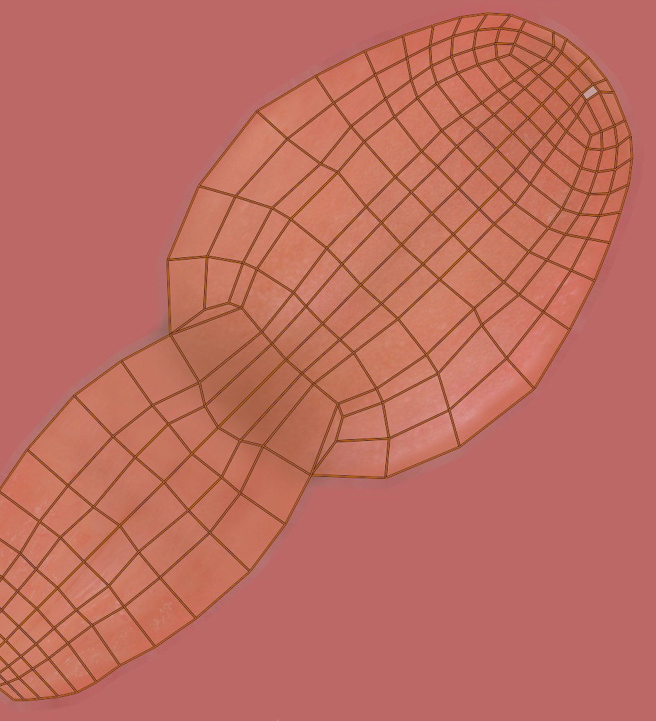 Mouth - Teeth Anatomy -- Rigged -- Low Poly -- PBR Low-poly 3D model_13