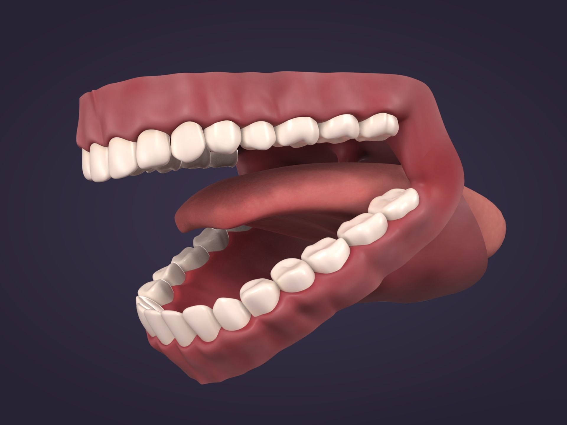 Mouth - Teeth Anatomy -- Rigged -- Low Poly -- PBR Low-poly 3D model_1