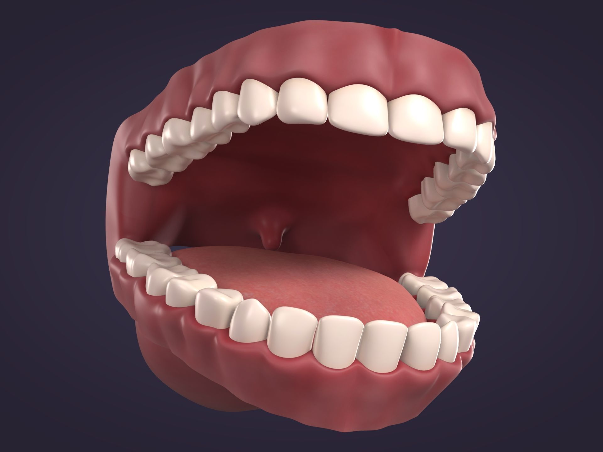 Mouth - Teeth Anatomy -- Rigged -- Low Poly -- PBR Low-poly 3D model_3