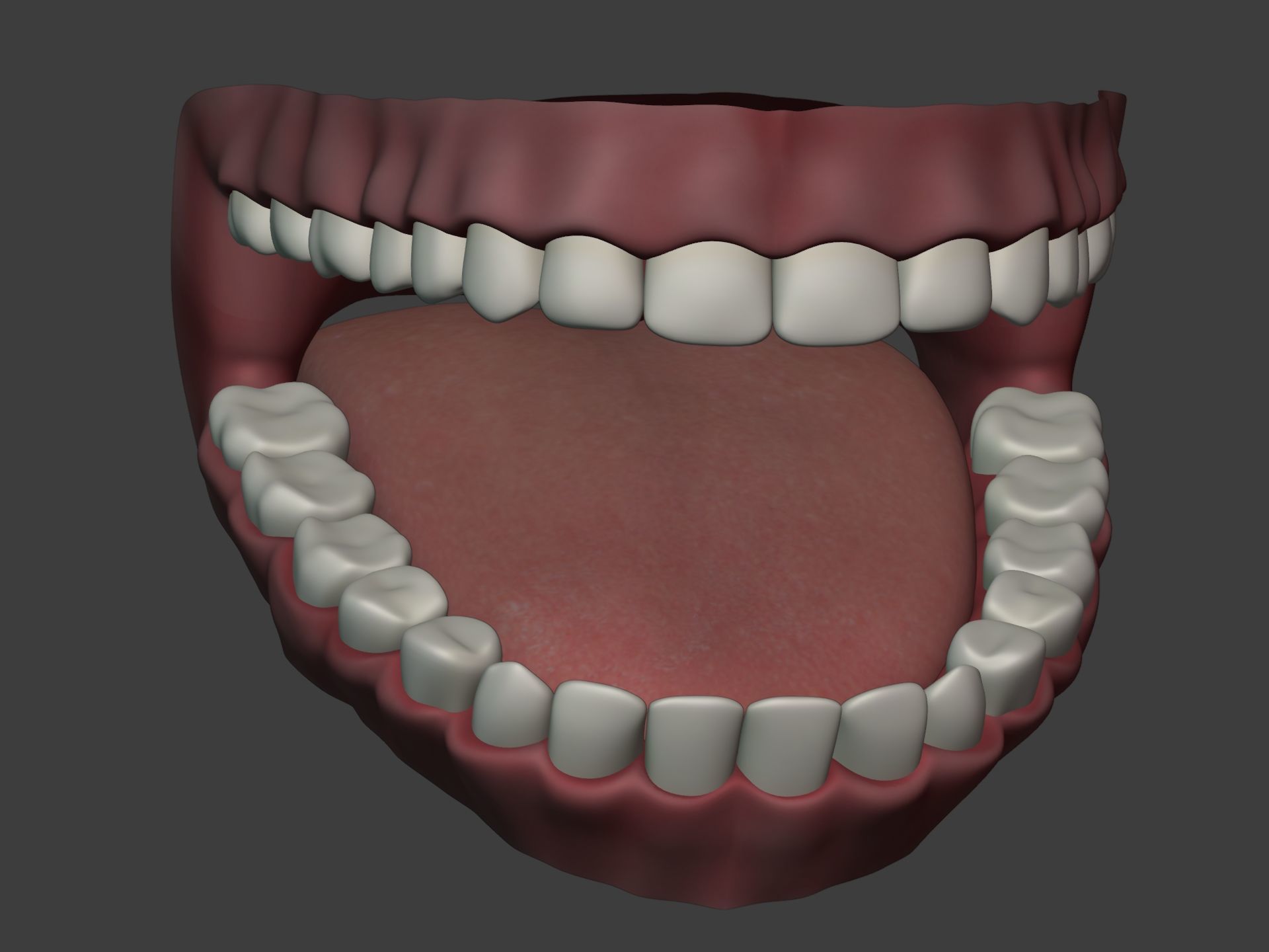 Mouth - Teeth Anatomy -- Rigged -- Low Poly -- PBR Low-poly 3D model_8