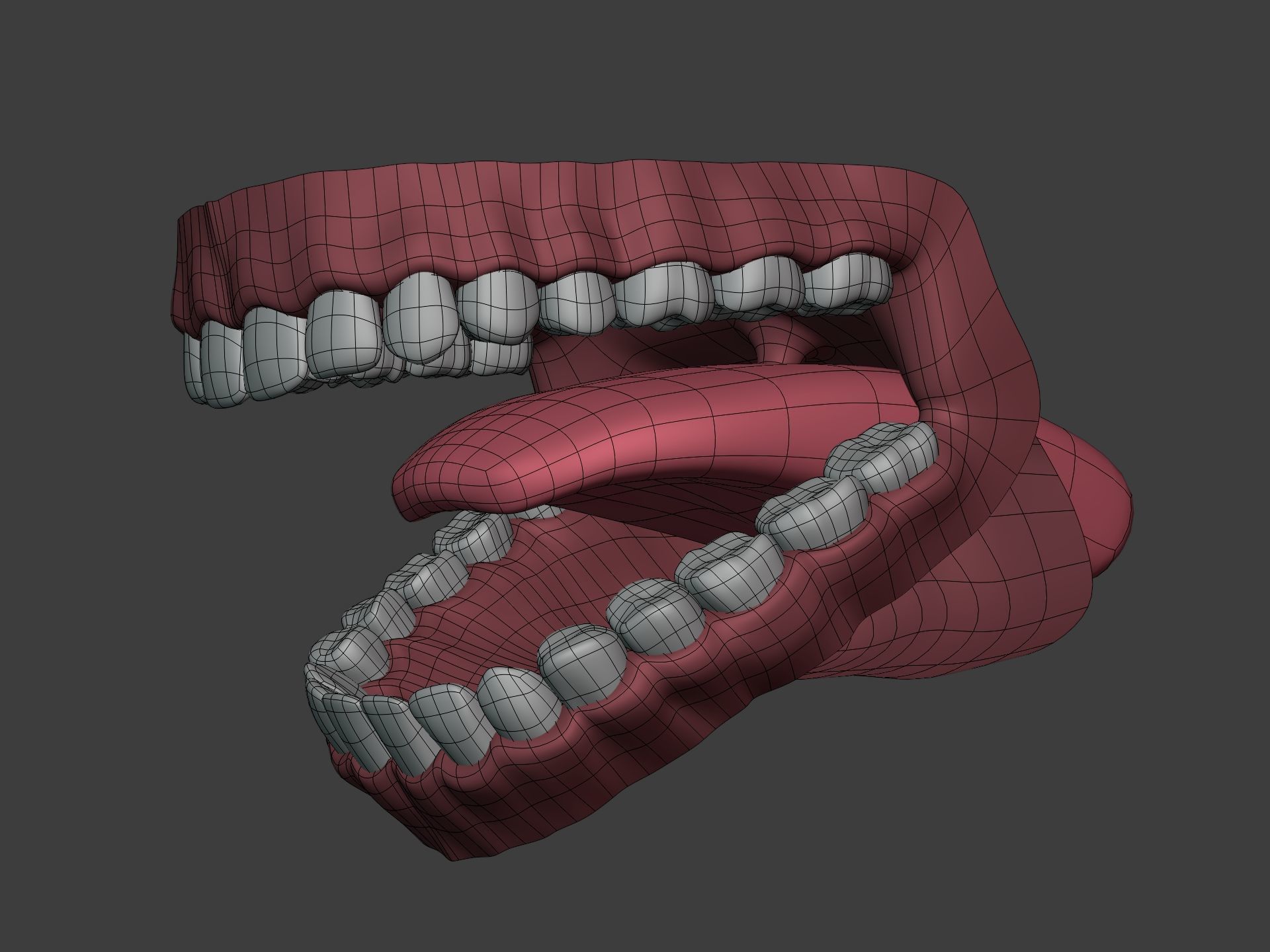 Mouth - Teeth Anatomy -- Rigged -- Low Poly -- PBR Low-poly 3D model_17