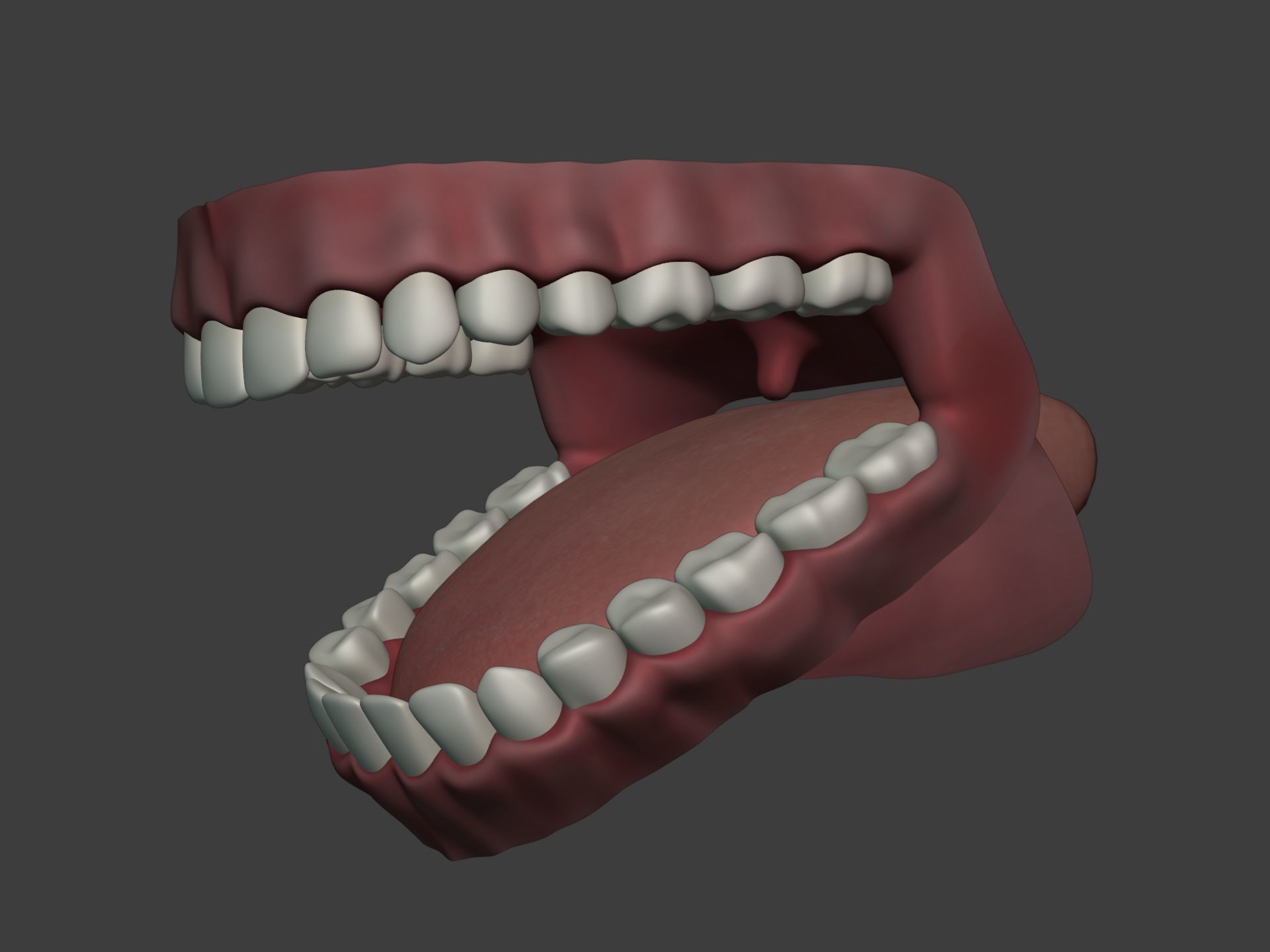 Mouth - Teeth Anatomy -- Rigged -- Low Poly -- PBR Low-poly 3D model_6