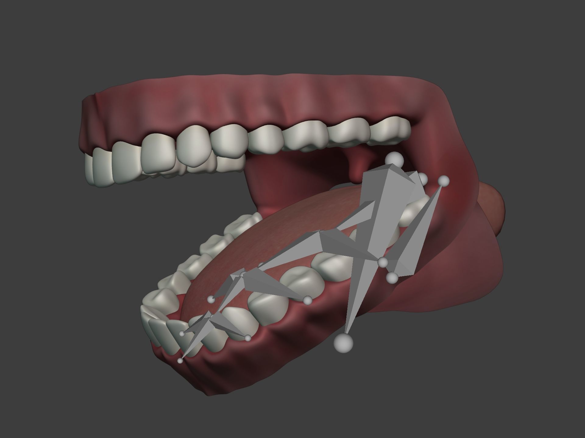 Mouth - Teeth Anatomy -- Rigged -- Low Poly -- PBR Low-poly 3D model_5