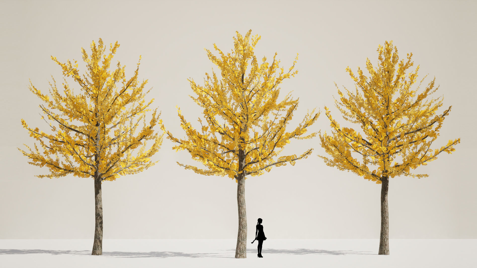 Korean Endemic Species Plant - 5 Korean ginkgo Tree 3D model_2