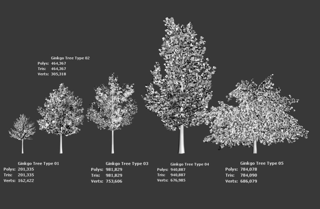 Korean Endemic Species Plant - 5 Korean ginkgo Tree 3D model_8