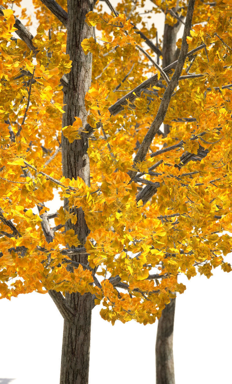 Korean Endemic Species Plant - 5 Korean ginkgo Tree 3D model_7