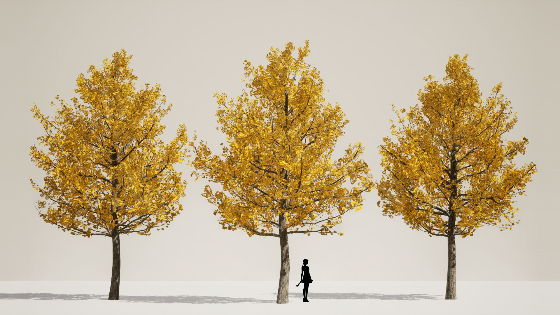 Korean Endemic Species Plant - 5 Korean ginkgo Tree 3D model_3