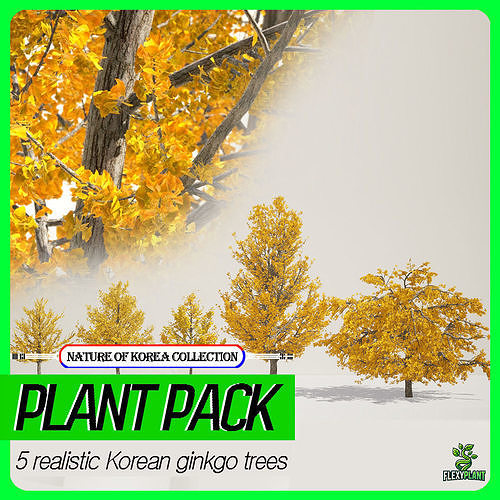 Korean Endemic Species Plant - 5 Korean ginkgo Tree 3D model