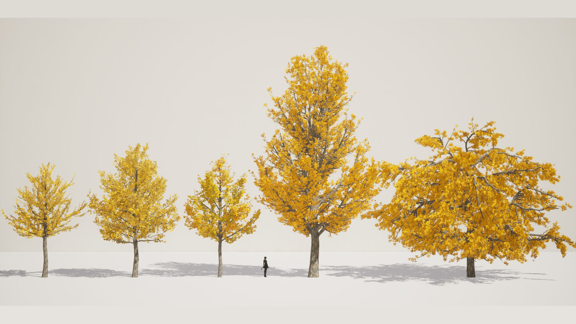 Korean Endemic Species Plant - 5 Korean ginkgo Tree 3D model_1
