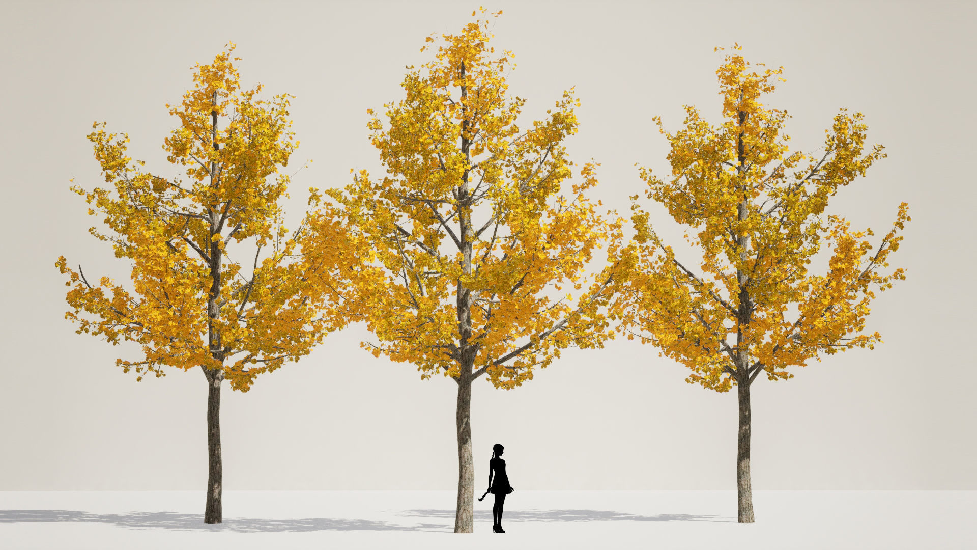 Korean Endemic Species Plant - 5 Korean ginkgo Tree 3D model_4