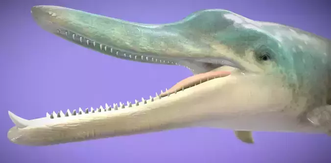 Messapicetus Low-poly 3D model