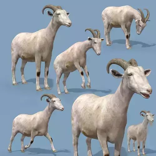 Top Goat 8K - 3d animated 3D model