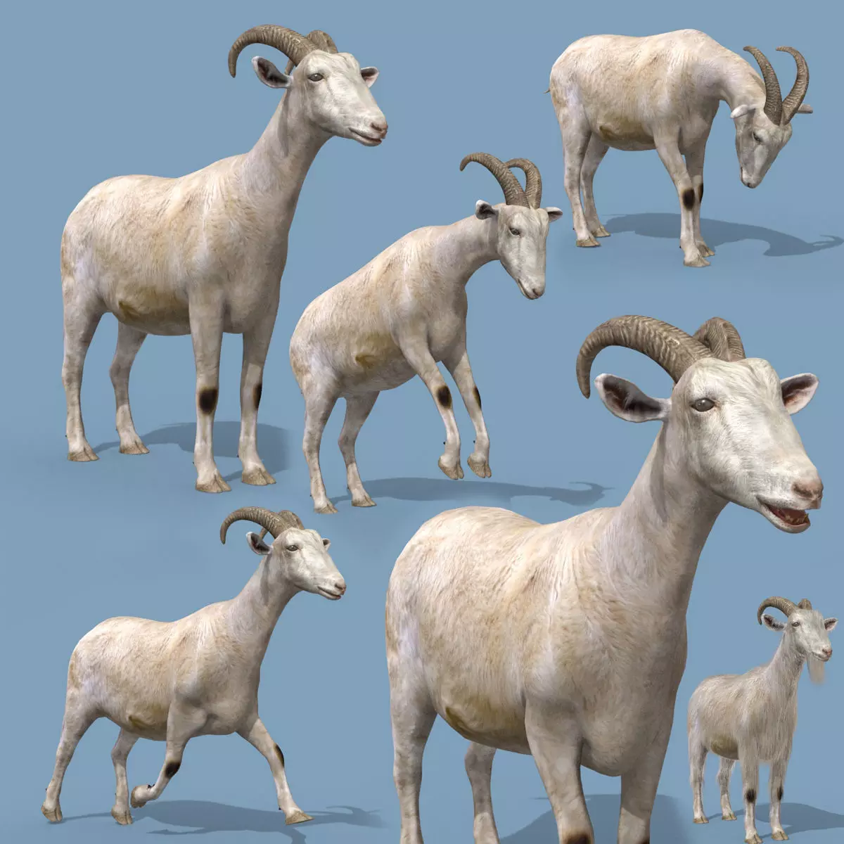 Top Goat 8K - 3d animated 3D model_0