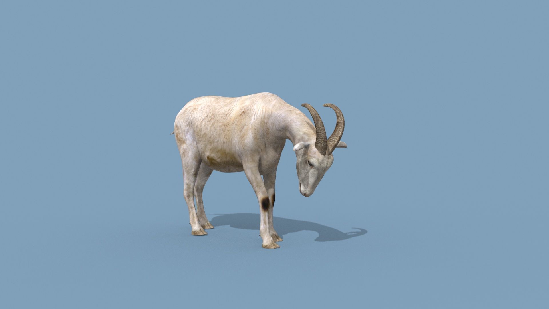Top Goat 8K - 3d animated 3D model_28