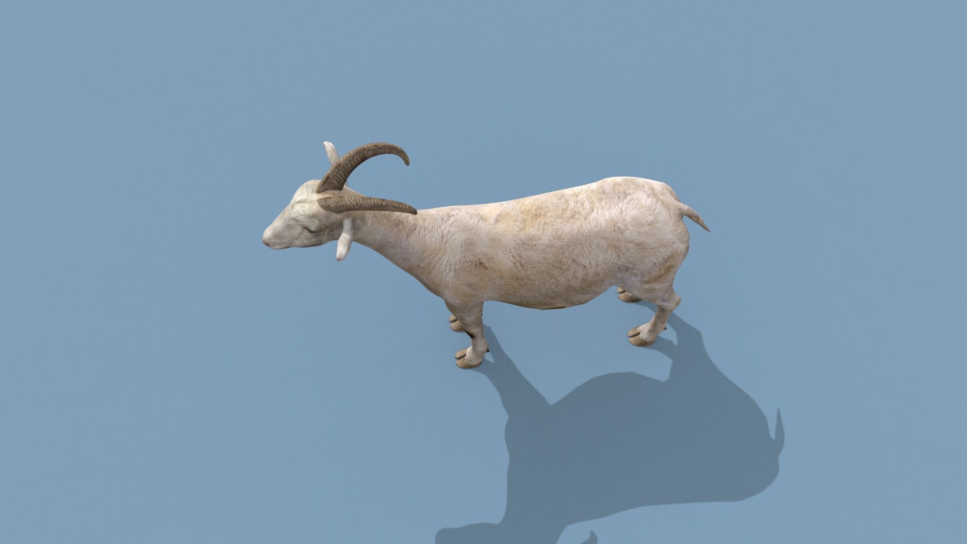 Top Goat 8K - 3d animated 3D model_12