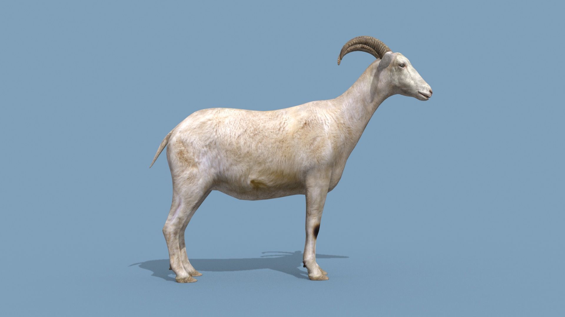 Top Goat 8K - 3d animated 3D model_8