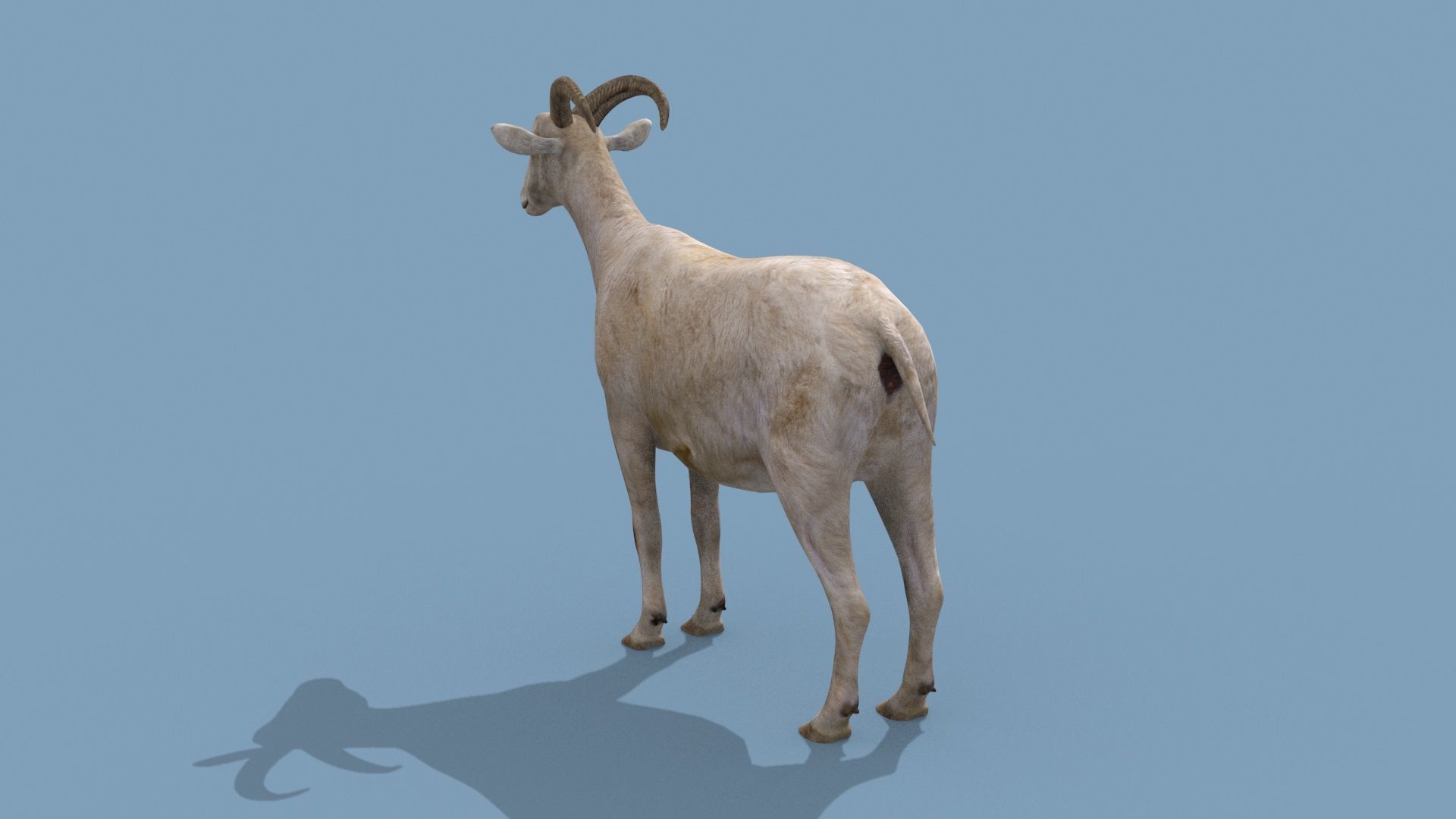 Top Goat 8K - 3d animated 3D model_10
