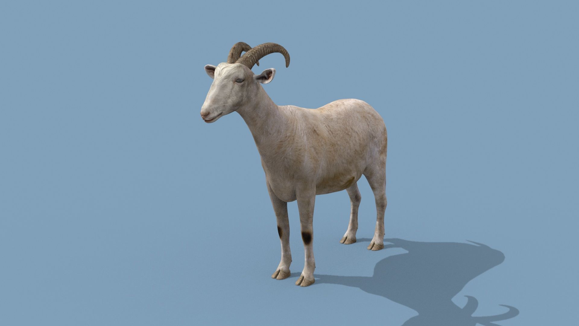 Top Goat 8K - 3d animated 3D model_11