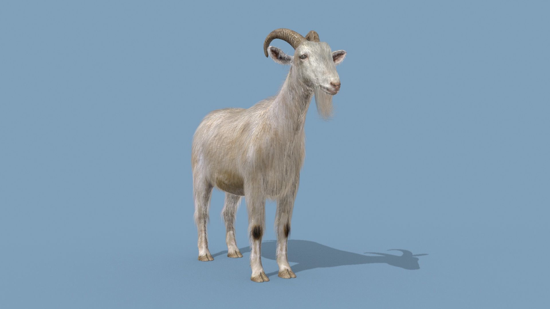 Top Goat 8K - 3d animated 3D model_18