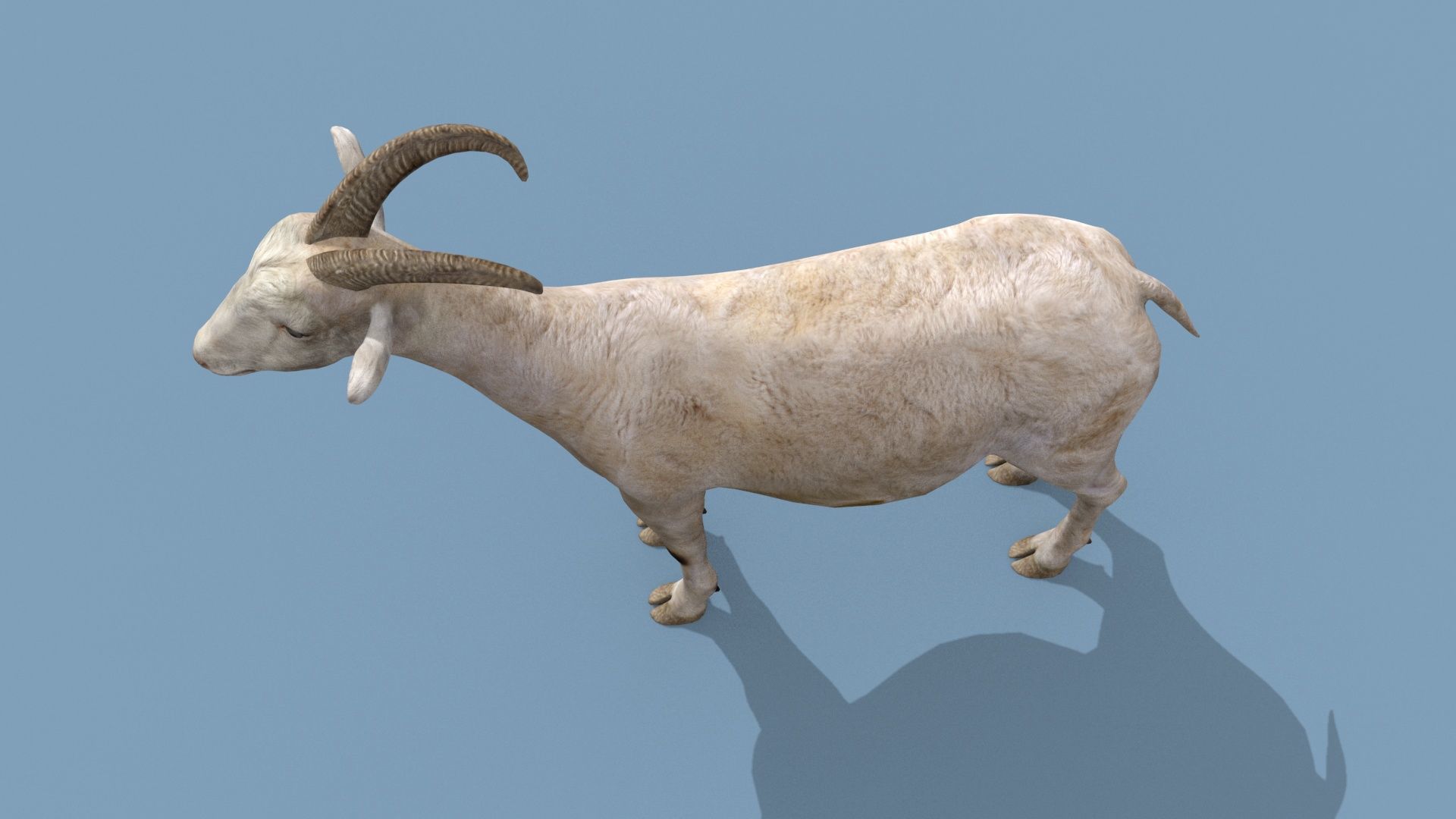 Top Goat 8K - 3d animated 3D model_13