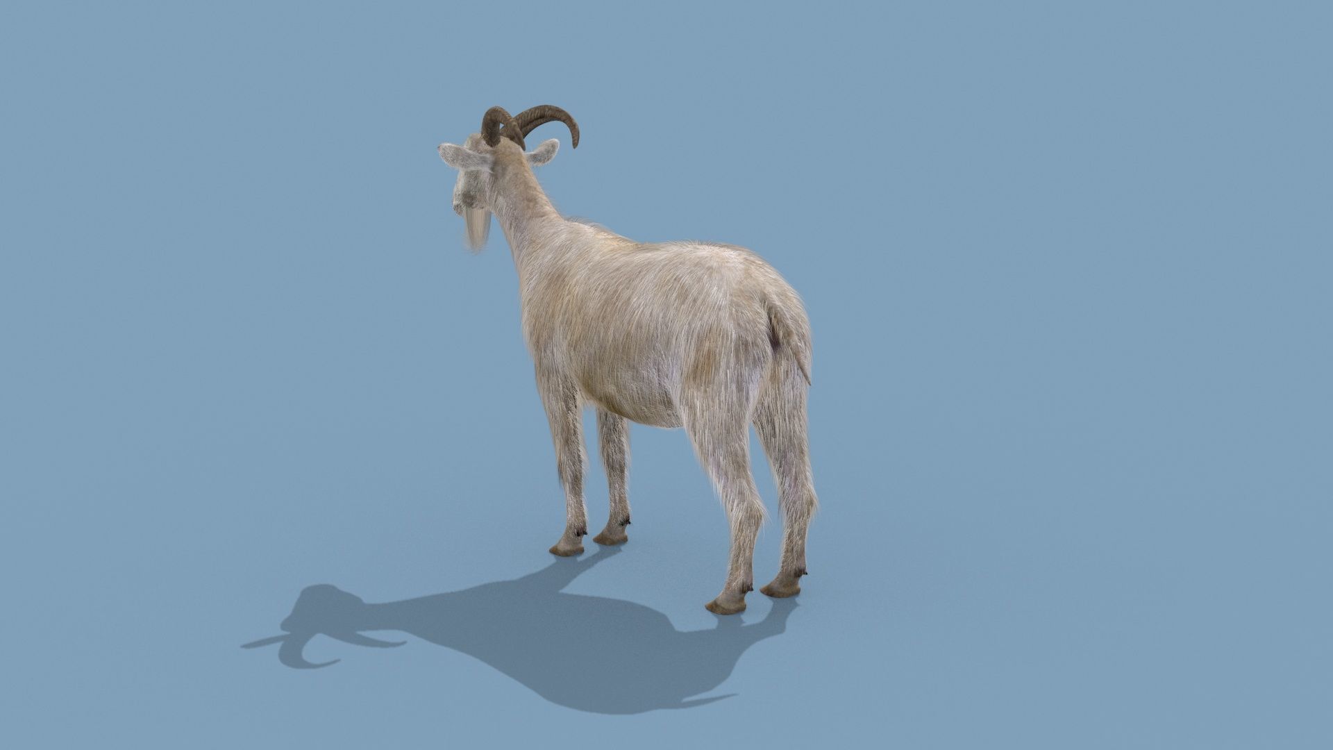Top Goat 8K - 3d animated 3D model_20