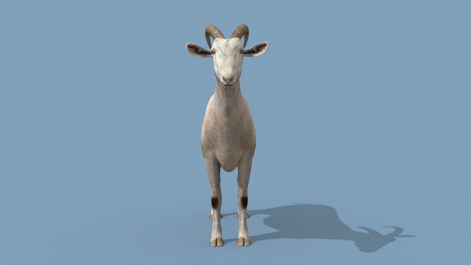 Top Goat 8K - 3d animated 3D model_14