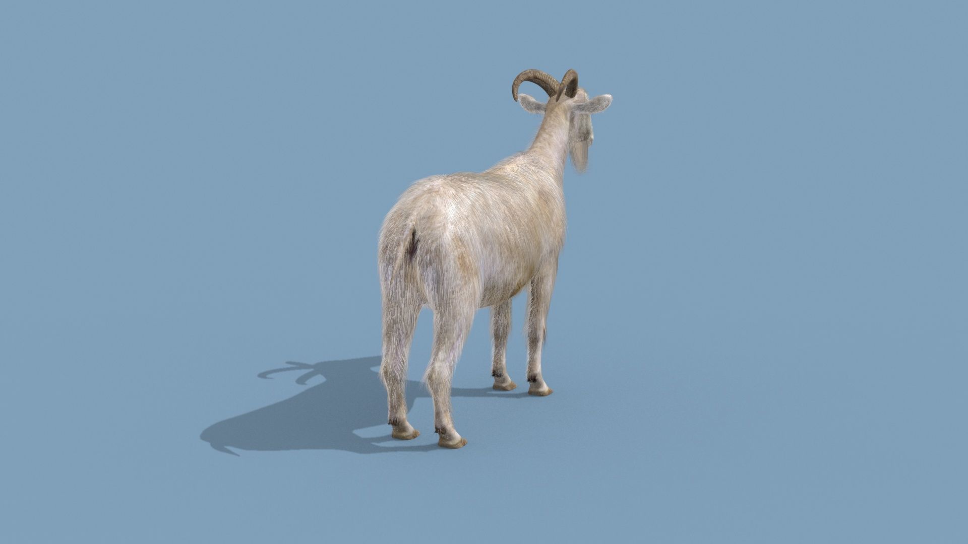 Top Goat 8K - 3d animated 3D model_19