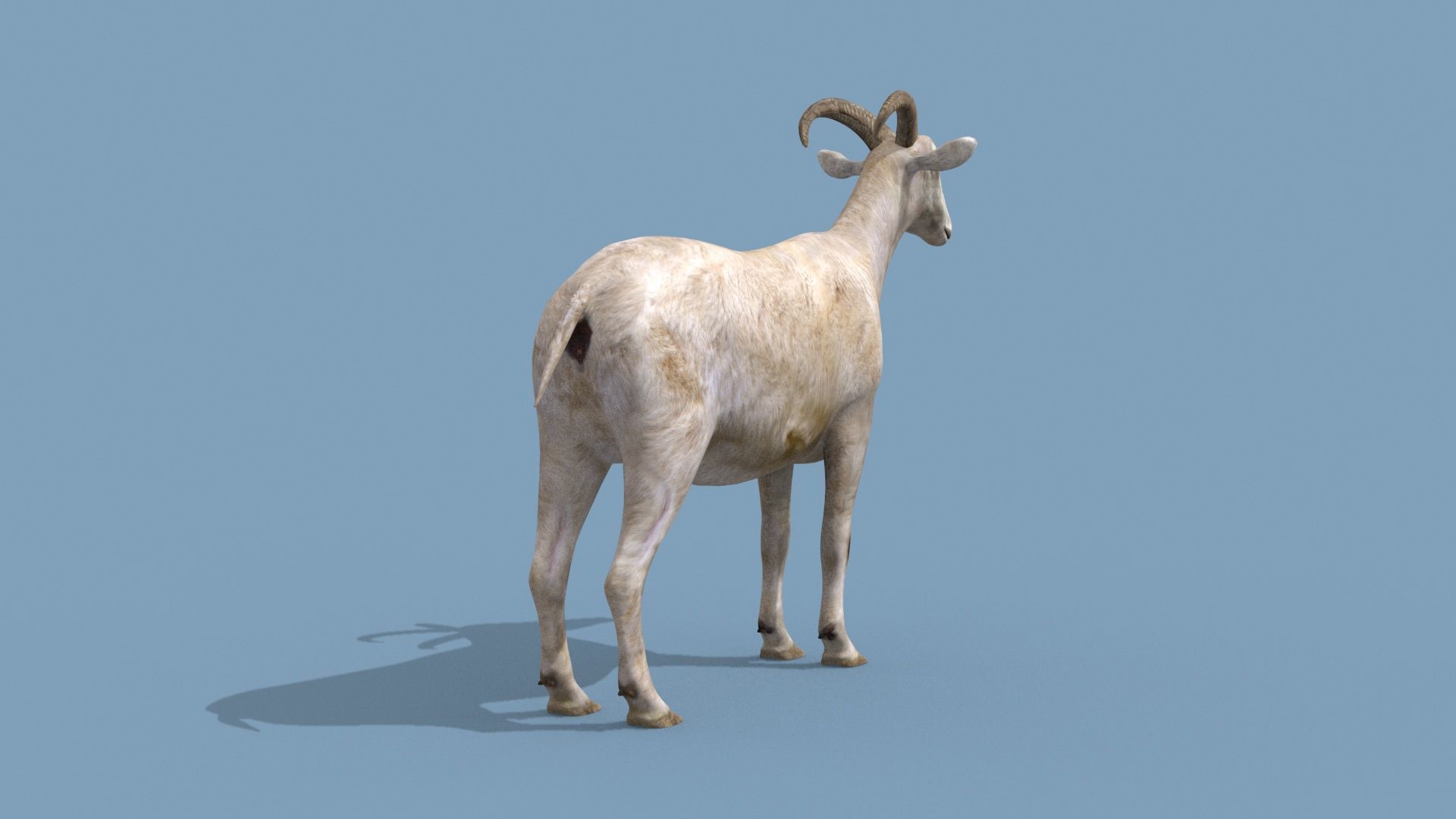 Top Goat 8K - 3d animated 3D model_9