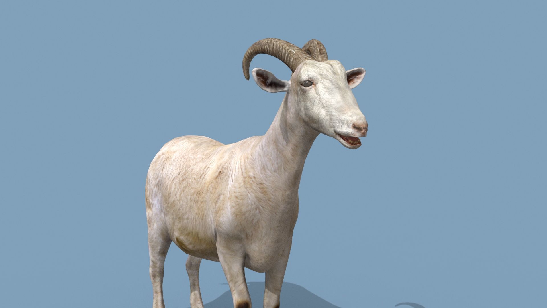 Top Goat 8K - 3d animated 3D model_17